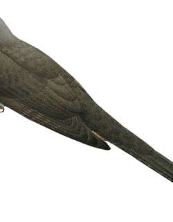 绿长尾鹃 / Olive Long-tailed Cuckoo / Cercococcyx olivinus