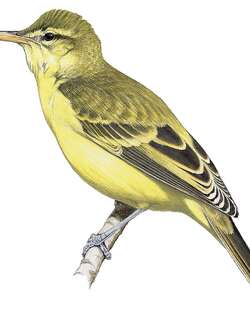 北马岛苇莺 / Northern Marquesan Reed Warbler / Acrocephalus percernis