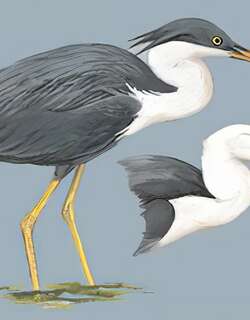 斑鹭 / Pied Heron / Egretta picata