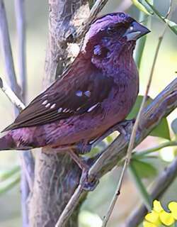 点翅朱雀 / Sharpe’s Rosefinch / Carpodacus verreauxii