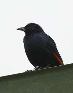 红翅椋鸟 / Red-winged Starling / Onychognathus morio