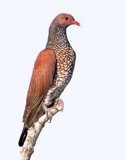 鳞斑鸽 / Scaled Pigeon / Patagioenas speciosa
