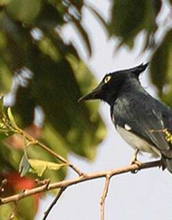 黑白鵙鹟 / Black-and-white Shrike-flycatcher / Bias musicus