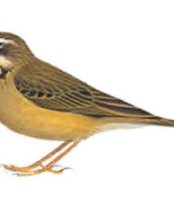 斑喉鹨 / Alpine Pipit / Anthus gutturalis
