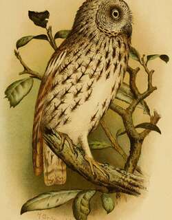 索岛角鸮 / Socotra Scops Owl / Otus socotranus