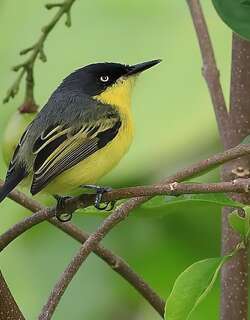 哑霸鹟 / Common Tody-Flycatcher / Todirostrum cinereum