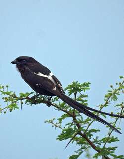 白肩鹊鵙 / Magpie Shrike / Urolestes melanoleucus