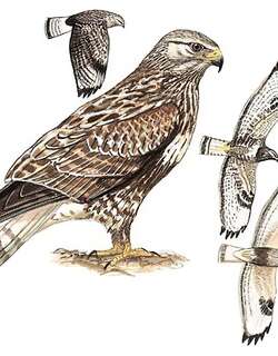 毛脚鵟 / Rough-legged Buzzard / Buteo lagopus