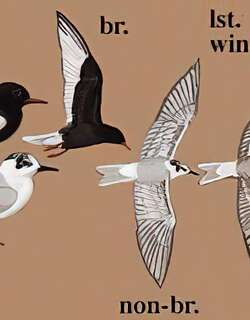 白翅浮鸥 / White-winged Tern / Chlidonias leucopterus