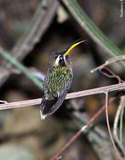 姬隐蜂鸟 / Minute Hermit / Phaethornis idaliae