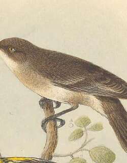 灰蚊蜜鸟 / Grey Honeyeater / Conopophila whitei