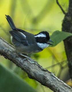 黑顶金肩雀 / Black-capped Sparrow / Arremon abeillei