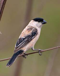 珠腹食籽雀 / Pearly-bellied Seedeater / Sporophila pileata
