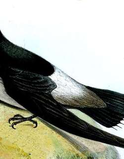 淡腰雨燕 / Grey-rumped Swift / Chaetura cinereiventris