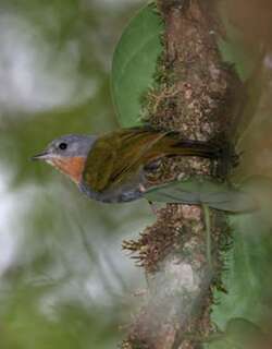 马丹绣眼鸟 / Madanga / Anthus ruficollis