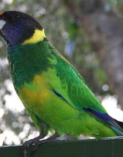 黑头环颈鹦鹉 / Australian Ringneck / Barnardius zonarius