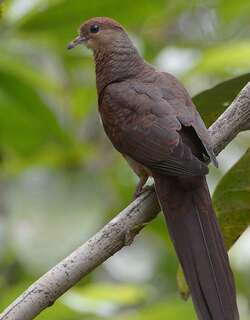 苏坦氏鹃鸠 / Sultan’s Cuckoo-Dove / Macropygia doreya