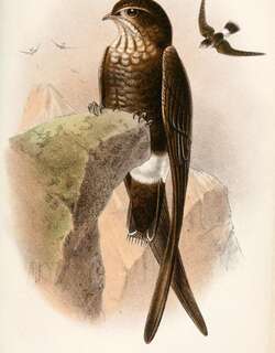 斑喉针尾雨燕 / Mottled Spinetail / Telacanthura ussheri