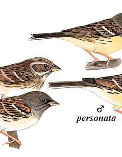 灰头鹀 / Black-faced Bunting / Emberiza spodocephala