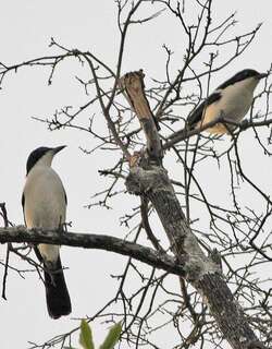 双色黑鵙 / Swamp Boubou / Laniarius bicolor