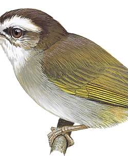 白眉森莺 / White-browed Crombec / Sylvietta leucophrys