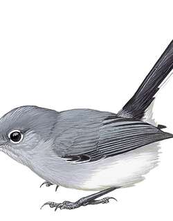秘鲁蚋莺 / Iquitos Gnatcatcher / Polioptila clementsi