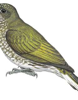 斑响蜜䴕 / Spotted Honeyguide / Indicator maculatus