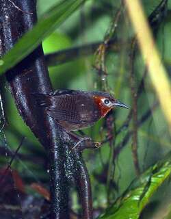 鸣鹪鹩 / Song Wren / Cyphorhinus phaeocephalus