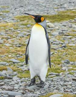王企鹅 / King Penguin / Aptenodytes patagonicus