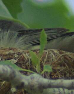 铅色莺雀 / Plumbeous Vireo / Vireo plumbeus