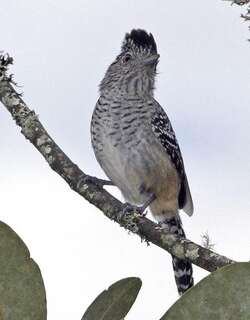 查氏蚁鵙 / Chapman’s Antshrike / Thamnophilus zarumae