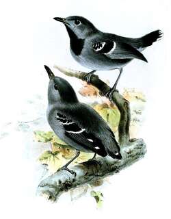 斑尾蚁鹩 / Band-tailed Antwren / Myrmotherula urosticta