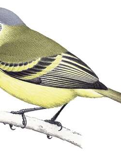 毛腿小霸鹟 / Rough-legged Tyrannulet / Phyllomyias burmeisteri