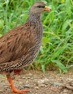 纳塔尔鹧鸪 / Natal Spurfowl / Pternistis natalensis