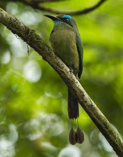 隆嘴翠鴗 / Keel-billed Motmot / Electron carinatum