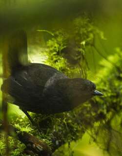 纳里尼奥窜鸟 / Narino Tapaculo / Scytalopus vicinior