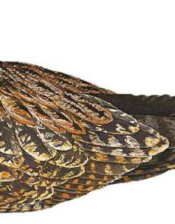 帕劳夜鹰 / Palau Nightjar / Caprimulgus phalaena