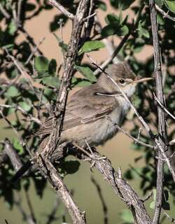 淡色篱莺 / Upcher’s Warbler / Hippolais languida
