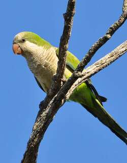 和尚鹦哥 / Monk Parakeet / Myiopsitta monachus