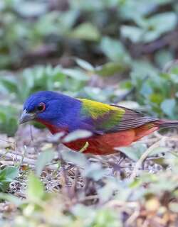 丽彩鹀 / Painted Bunting / Passerina ciris
