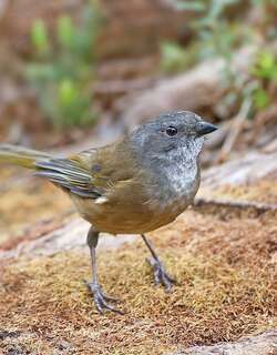 绿啸鹟 / Olive Whistler / Pachycephala olivacea