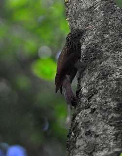 华丽䴕雀 / Elegant Woodcreeper / Xiphorhynchus elegans