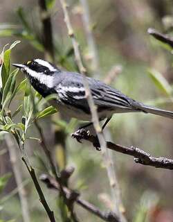 黑喉灰林莺 / Black-throated Grey Warbler / Setophaga nigrescens