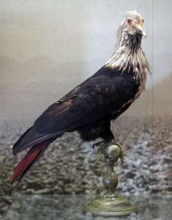 模里西斯蓝鸠 / Mauritius Blue Pigeon / Alectroenas nitidissimus