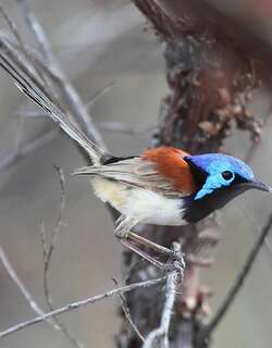 紫背细尾鹩莺 / Purple-backed Fairywren / Malurus assimilis