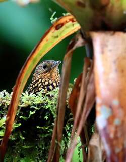 点斑尾雀 / Spotted Barbtail / Premnoplex brunnescens