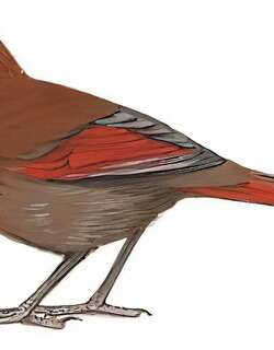 丽色噪鹛 / Red-winged Laughingthrush / Trochalopteron formosum