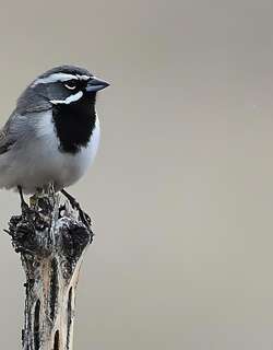 黑喉漠鹀 / Black-throated Sparrow / Amphispiza bilineata