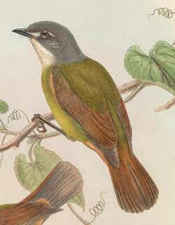 绿丛鹟 / Green-backed Robin / Pachycephalopsis hattamensis