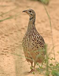 橙翅斑鹧鸪 / Orange River Francolin / Scleroptila gutturalis